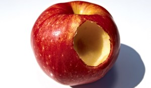 La pomme croquée par Eve a été retrouvée dans des fouilles archéologiques à Césarée, identifiée par un prélèvement ADN  (photo Institut National d’Archéologie)